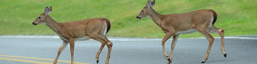 deer-crossing-roads-more-frequently